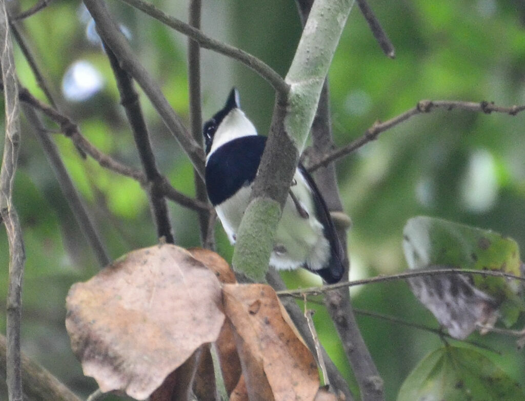 Chestnut Wattle-eye male adult