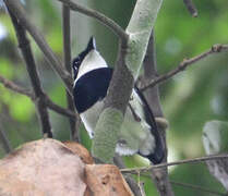 Chestnut Wattle-eye