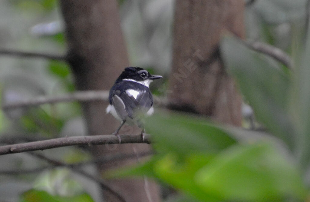 Chestnut Wattle-eye male adult