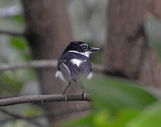 Chestnut Wattle-eye