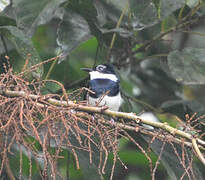 Chestnut Wattle-eye