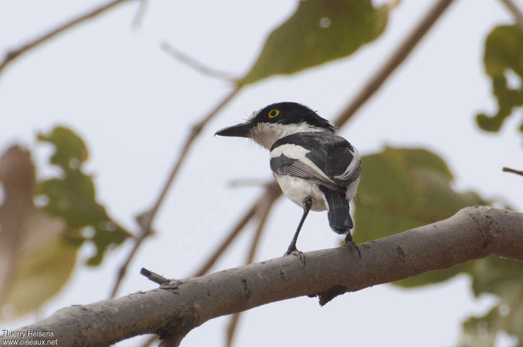 Senegal Batis male adult, identification