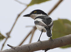 Senegal Batis