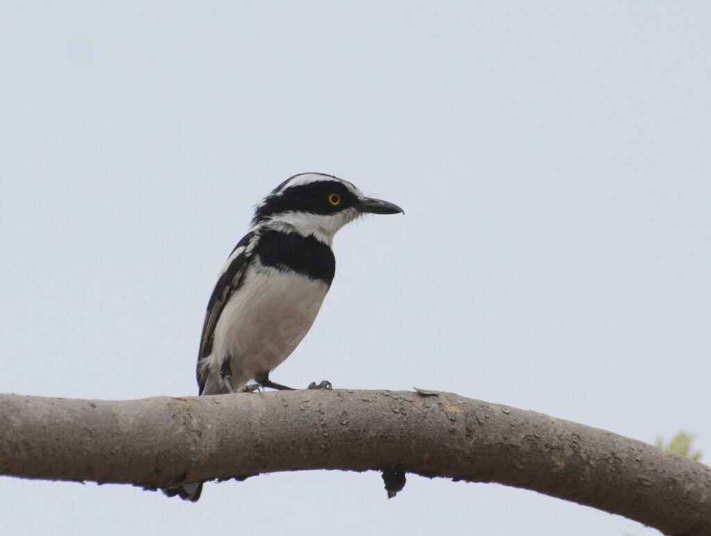 Senegal Batis male adult, identification