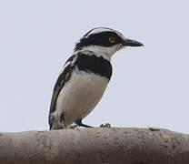 Senegal Batis