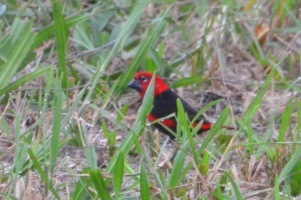 Black-bellied Seedcracker male adult