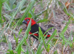 Black-bellied Seedcracker