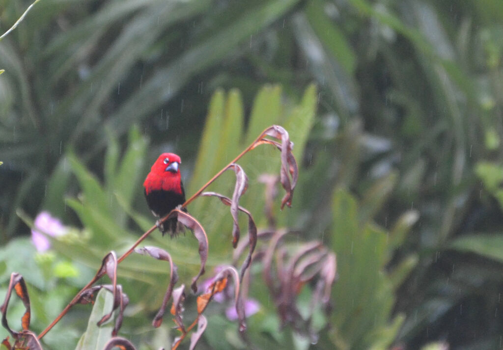 Black-bellied Seedcracker male adult