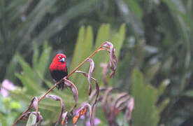 Black-bellied Seedcracker