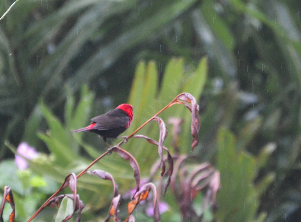 Black-bellied Seedcracker male adult