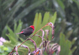 Black-bellied Seedcracker