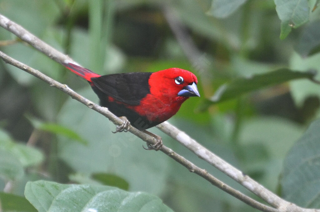 Black-bellied Seedcrackeradult, identification