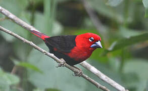 Black-bellied Seedcracker