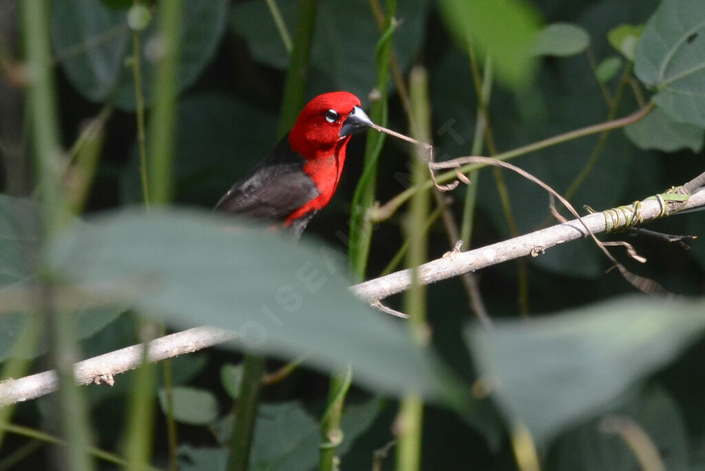 Black-bellied Seedcrackeradult, Reproduction-nesting