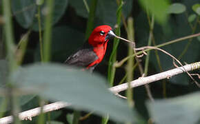 Black-bellied Seedcracker