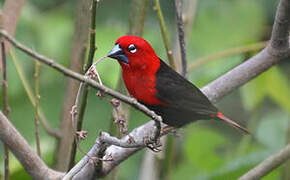 Black-bellied Seedcracker