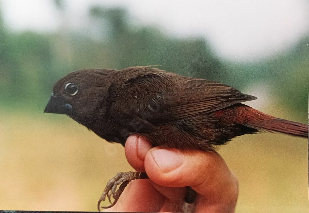 Black-bellied Seedcrackerimmature