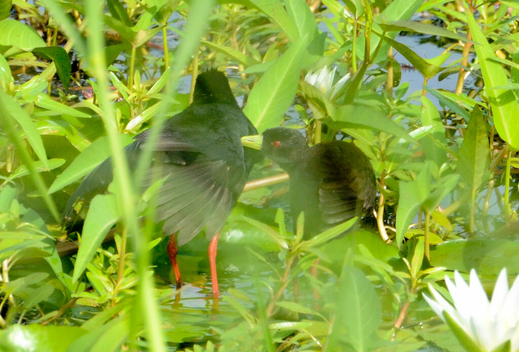 Black Crake, Behaviour
