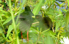 Black Crake