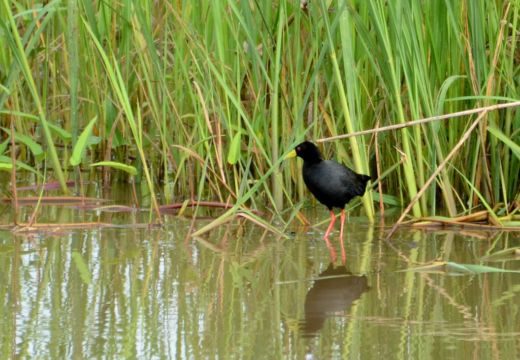 Black Crake