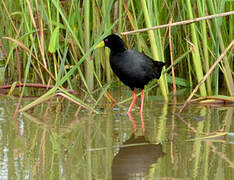 Black Crake