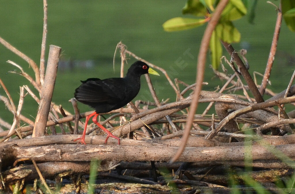 Râle à bec jauneadulte, identification