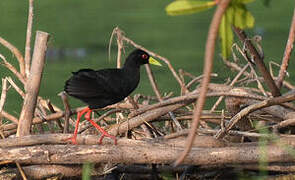 Black Crake