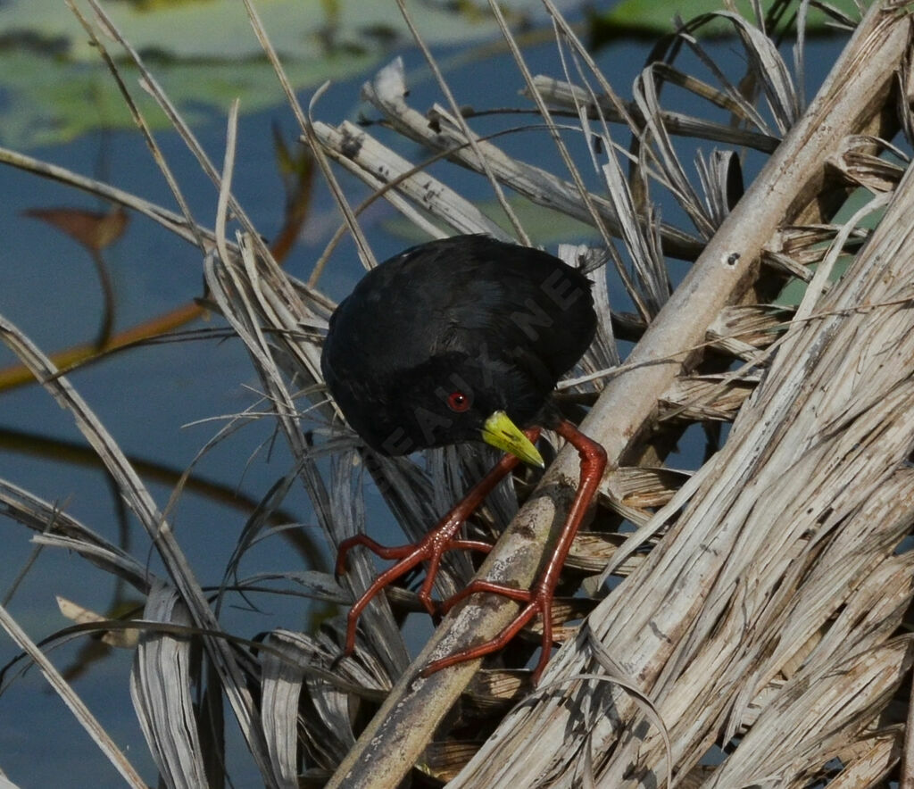 Râle à bec jauneadulte, identification