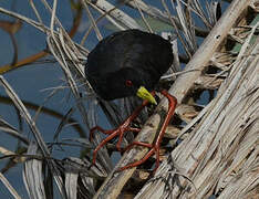 Black Crake