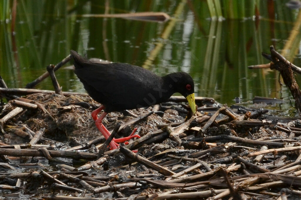 Black Crakeadult, identification