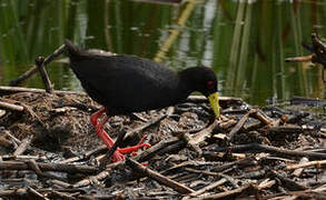 Black Crake