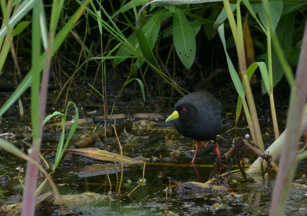 Râle à bec jauneadulte, identification