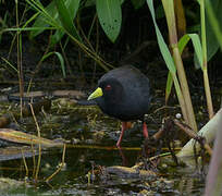 Black Crake