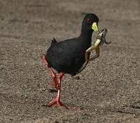 Black Crake