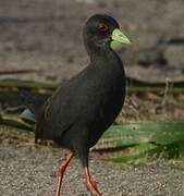 Black Crake