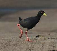 Black Crake