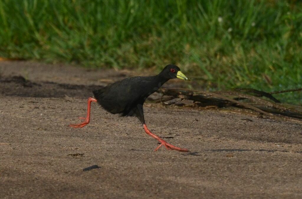 Black Crakeadult, walking