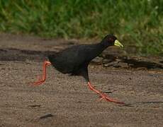 Black Crake