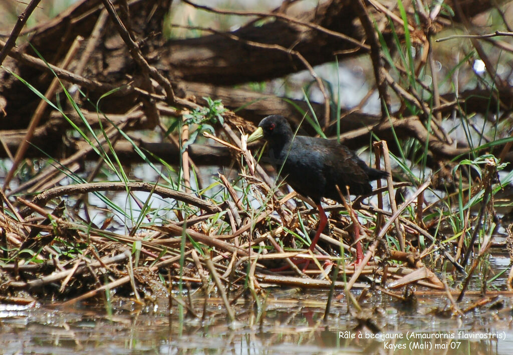 Black Crakeadult post breeding