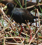 Black Crake