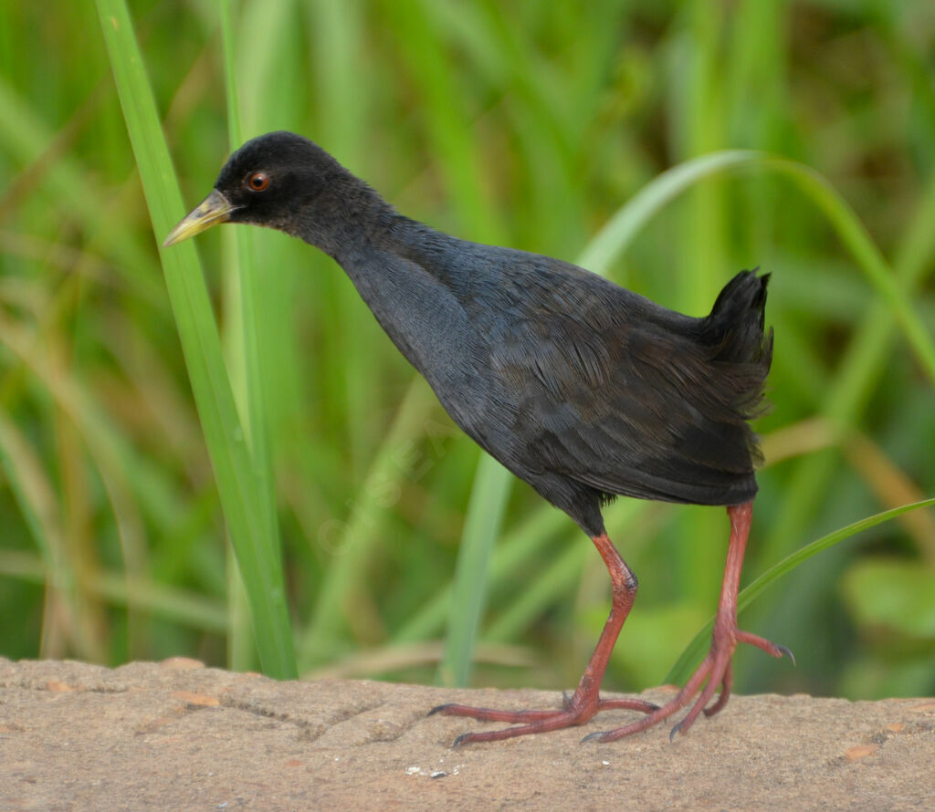 Black Crakeimmature