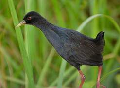 Black Crake