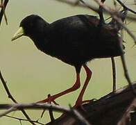 Black Crake