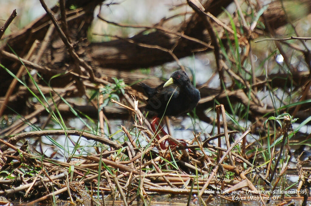 Black Crakeadult post breeding