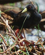 Black Crake