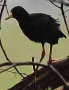 Black Crake