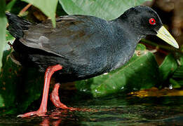 Black Crake