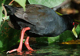 Black Crake