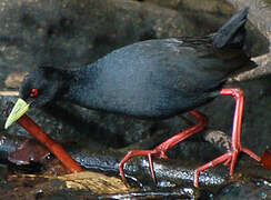 Black Crake