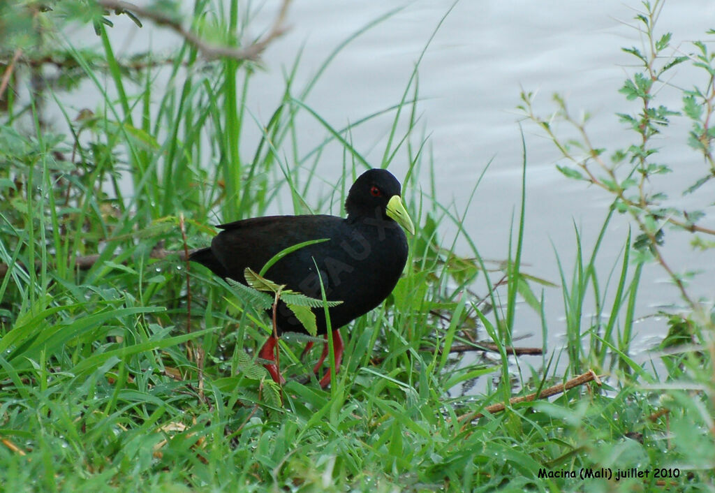 Râle à bec jauneadulte, identification